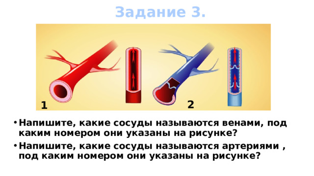 Задание 3. 2 1 Напишите, какие сосуды называются венами, под каким номером они указаны на рисунке? Напишите, какие сосуды называются артериями , под каким номером они указаны на рисунке?  