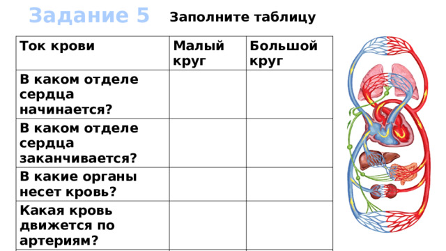 Задание 5 Заполните таблицу Ток крови Малый круг В каком отделе сердца начинается? Большой круг В каком отделе сердца заканчивается? В какие органы несет кровь? Какая кровь движется по артериям? Какая кровь движется по венам? 