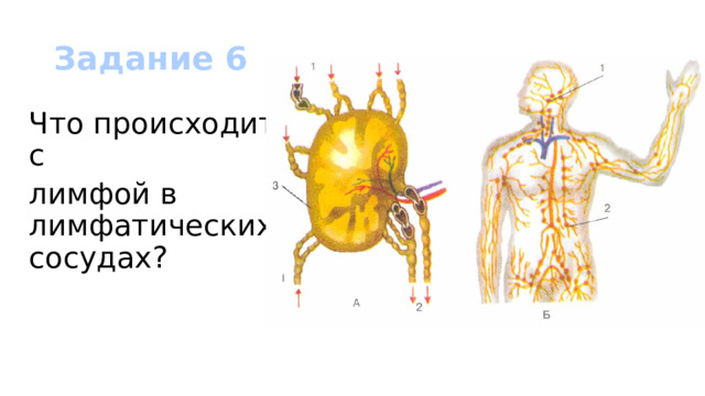 Задание 6 Что происходит с лимфой в лимфатических сосудах? 
