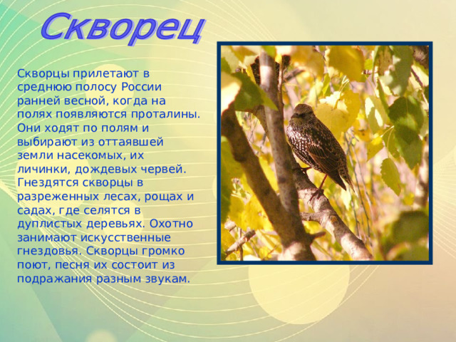 Скворцы прилетают в среднюю полосу России ранней весной, когда на полях появляются проталины. Они ходят по полям и выбирают из оттаявшей земли насекомых, их личинки, дождевых червей. Гнездятся скворцы в разреженных лесах, рощах и садах, где селятся в дуплистых деревьях. Охотно занимают искусственные гнездовья. Скворцы громко поют, песня их состоит из подражания разным звукам.  
