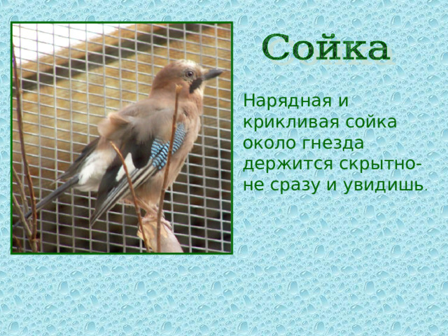  Нарядная и крикливая сойка около гнезда держится скрытно- не сразу и увидишь . 