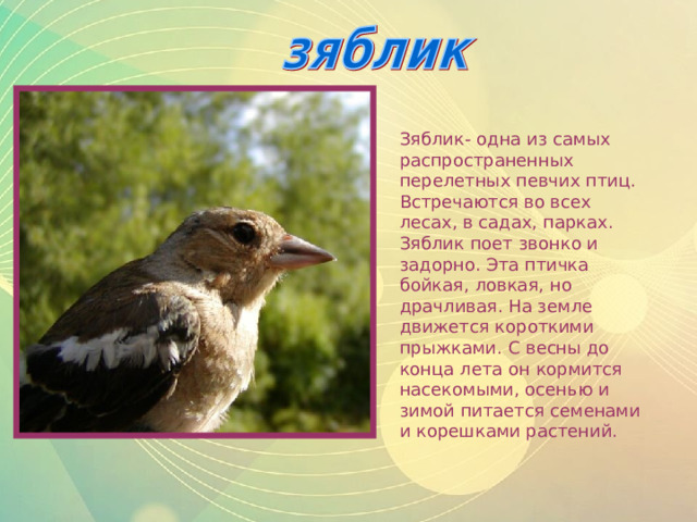 Зяблик- одна из самых распространенных перелетных певчих птиц. Встречаются во всех лесах, в садах, парках. Зяблик поет звонко и задорно. Эта птичка бойкая, ловкая, но драчливая. На земле движется короткими прыжками. С весны до конца лета он кормится насекомыми, осенью и зимой питается семенами и корешками растений. 