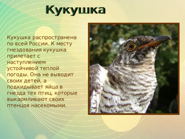 Кукушка распространена по всей России. К месту гнездования кукушка прилетает с наступлением устойчивой теплой погоды. Она не выводит своих детей, а подкидывает яйца в гнезда тех птиц, которые выкармливают своих птенцов насекомыми. 