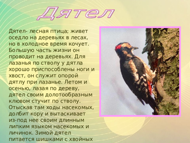 Дятел- лесная птица; живет оседло на деревьях в лесах, но в холодное время кочует. Большую часть жизни он проводит на деревьях. Для лазанья по стволу у дятла хорошо приспособлены ноги и хвост, он служит опорой дятлу при лазанье. Летом и осенью, лазая по дереву, дятел своим долотообразным клювом стучит по стволу. Отыскав там ходы насекомых, долбит кору и вытаскивает из-под нее своим длинным липким языком насекомых и личинок. Зимой дятел питается шишками с хвойных деревьев. 