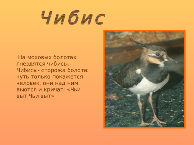  На моховых болотах гнездятся чибисы. Чибисы- сторожа болота: чуть только покажется человек, они над ним вьются и кричат: «Чьи вы? Чьи вы?» 