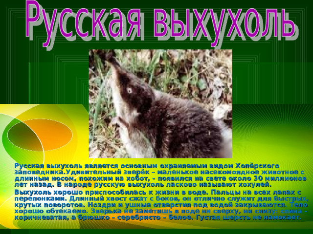 Русская выхухоль является основным охраняемым видом Хопёрского заповедника.Удивительный зверёк – маленькое насекомоядное животное с длинным носом, похожим на хобот, - появился на свете около 30 миллионов лет назад. В народе русскую выхухоль ласково называют хохулей. Выхухоль хорошо приспособилась к жизни в воде. Пальцы на всех лапах с перепонками. Длинный хвост сжат с боков, он отлично служит для быстрых, крутых поворотов. Ноздри и ушные отверстия под водой закрываются. Тело хорошо обтекаемо. Зверька не заметишь в воде ни сверху, ни снизу: спина – коричневатая, а брюшко – серебристо – белое. Густая шерсть не намокает. 