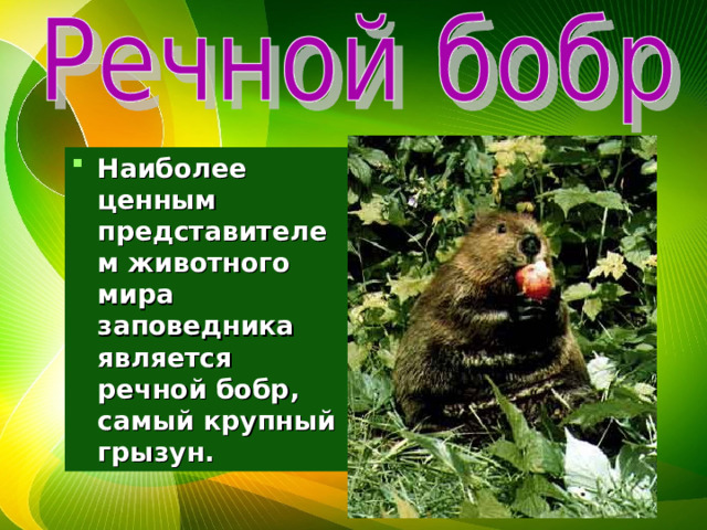Наиболее ценным представителем животного мира заповедника является речной бобр, самый крупный грызун. 