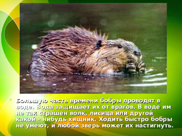 Большую часть времени бобры проводят в воде. Вода защищает их от врагов. В воде им не так страшен волк, лисица или другой какой – нибудь хищник. Ходить быстро бобры не умеют, и любой зверь может их настигнуть. 
