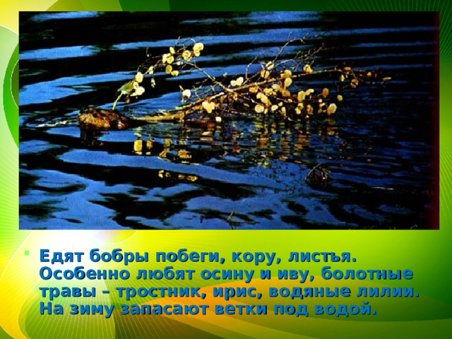 Едят бобры побеги, кору, листья. Особенно любят осину и иву, болотные травы – тростник, ирис, водяные лилии. На зиму запасают ветки под водой. 