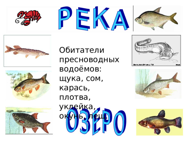 Обитатели пресноводных  водоёмов: щука, сом, карась, плотва, уклейка, окунь, лещ. 