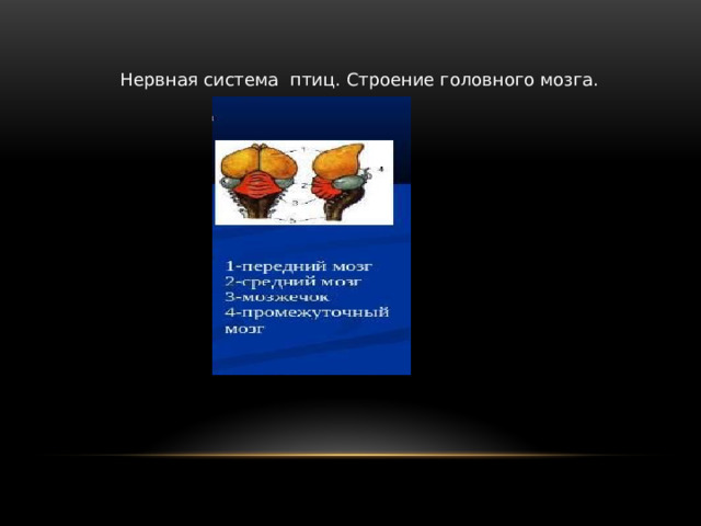 Нервная система птиц. Строение головного мозга. 