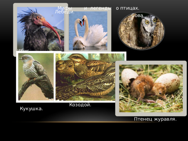 Мифы и легенды о птицах. Лебеди. Сова. Ибис. Козодой. Кукушка. Птенец журавля. 