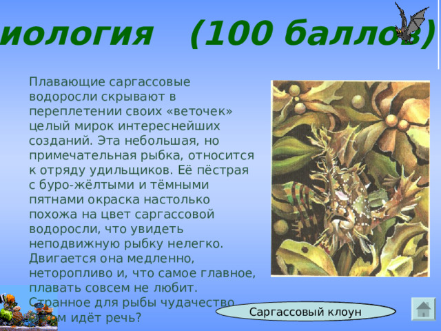 Биология (100 баллов) Плавающие саргассовые водоросли скрывают в переплетении своих «веточек» целый мирок интереснейших созданий. Эта небольшая, но примечательная рыбка, относится к отряду удильщиков. Её пёстрая с буро-жёлтыми и тёмными пятнами окраска настолько похожа на цвет саргассовой водоросли, что увидеть неподвижную рыбку нелегко. Двигается она медленно, неторопливо и, что самое главное, плавать совсем не любит. Странное для рыбы чудачество. О ком идёт речь? Ответ Саргассовый клоун 