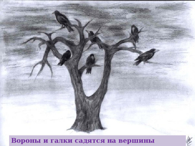Вороны и галки садятся на вершины деревьев – к морозу.