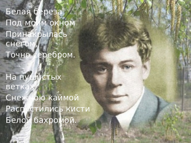 Белая береза Под моим окном Принакрылась снегом, Точно серебром. На пушистых ветках Снежною каймой Распустились кисти Белой бахромой. 