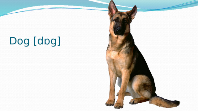 Dog [dɒg] 