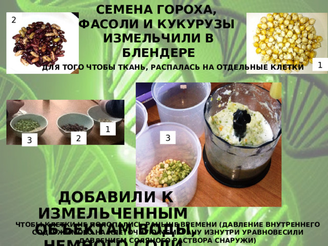 Семена гороха, фасоли и кукурузы измельчили в блендере 2 1 для того чтобы ткань, распалась на отдельные клетки 1 3 2 3 добавили к измельченным объектам воды, немного соли чтобы клетки не полопались раньше времени (давление внутреннего содержимого на клеточную мембрану изнутри уравновесили давлением соляного раствора снаружи) 