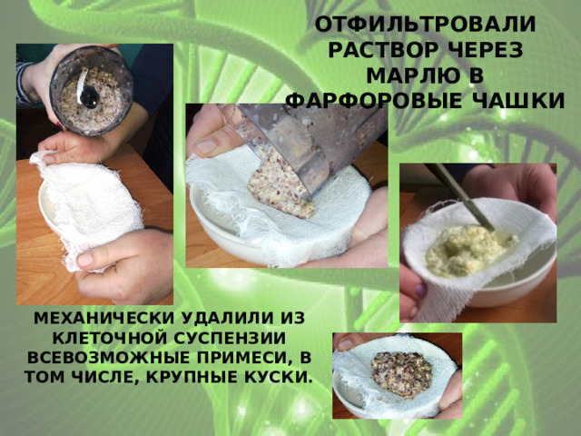 отфильтровали раствор через марлю в фарфоровые чашки механически удалили из клеточной суспензии всевозможные примеси, в том числе, крупные куски. 