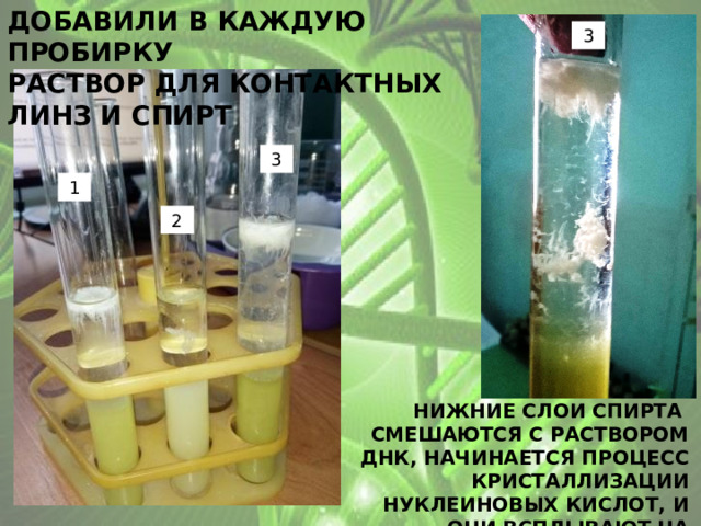 добавили в каждую пробирку раствор для контактных линз и спирт 3 3 1 2 Нижние слои спирта смешаются с раствором ДНК, начинается процесс кристаллизации нуклеиновых кислот, и они всплывают на поверхность 