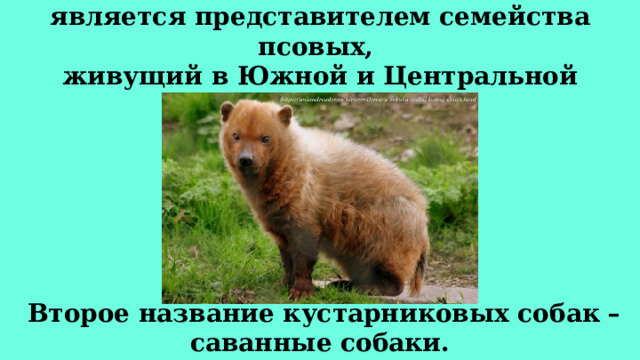 Кустарниковая собака  является представителем семейства псовых,  живущий в Южной и Центральной Америке.   Второе название кустарниковых собак – саванные собаки. 