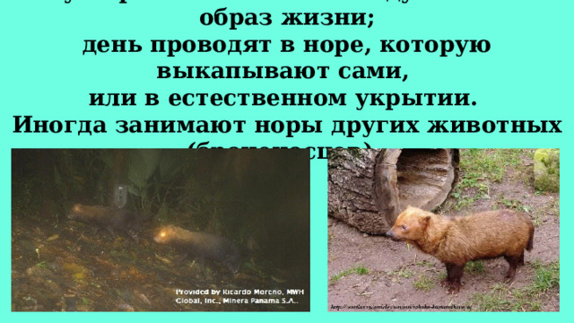 Кустарниковые собаки ведут ночной образ жизни;  день проводят в норе, которую выкапывают сами,  или в естественном укрытии.  Иногда занимают норы других животных (броненосцев). 