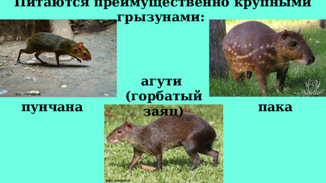 Питаются преимущественно крупными грызунами:  агути (горбатый заяц) пака пунчана 