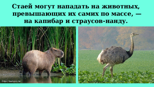 Стаей могут нападать на животных,  превышающих их самих по массе, — на капибар и страусов-нанду.  