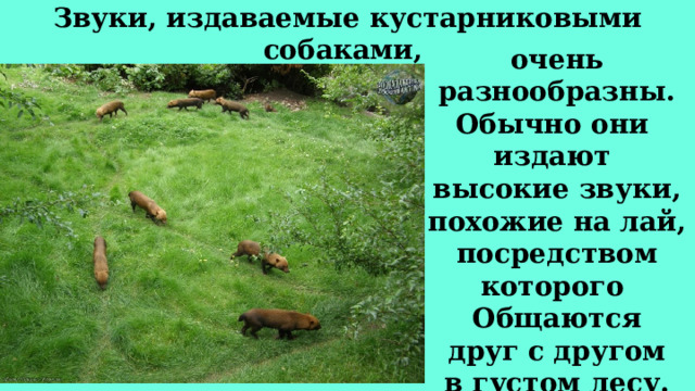Звуки, издаваемые кустарниковыми собаками, очень разнообразны. Обычно они издают высокие звуки, похожие на лай, посредством которого Общаются  друг с другом  в густом лесу. 