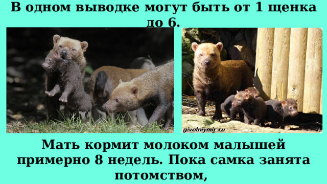В одном выводке могут быть от 1 щенка до 6. Мать кормит молоком малышей примерно 8 недель. Пока самка занята потомством, пищу ей приносит внимательный самец. 