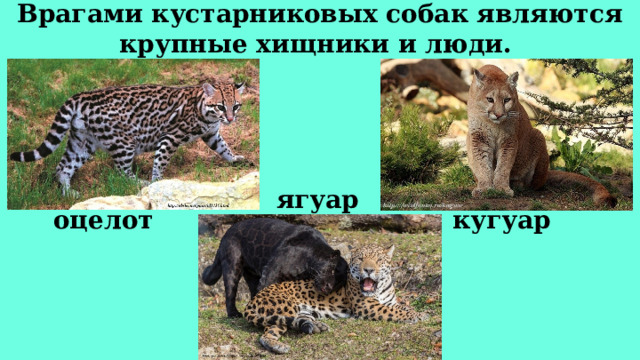 Врагами кустарниковых собак являются крупные хищники и люди. ягуар оцелот кугуар 