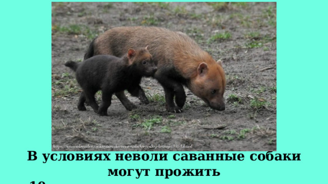 В условиях неволи саванные собаки могут прожить до 10 лет, а сколько они живут в природе неизвестно. 