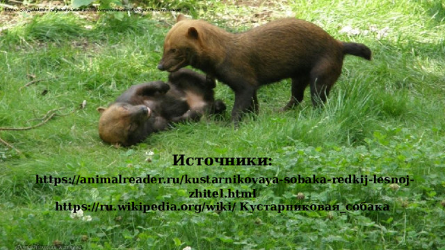 Источники:   https://animalreader.ru/kustarnikovaya-sobaka-redkij-lesnoj-zhitel.html  https://ru.wikipedia.org/wiki/ Кустарниковая_собака   