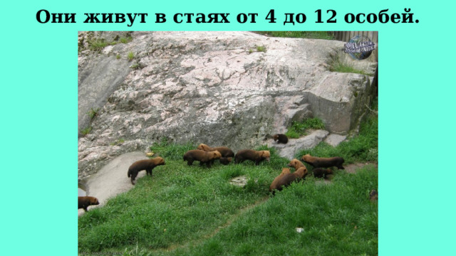 Они живут в стаях от 4 до 12 особей. 