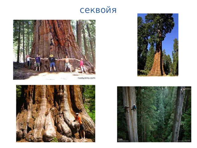 секвойя 