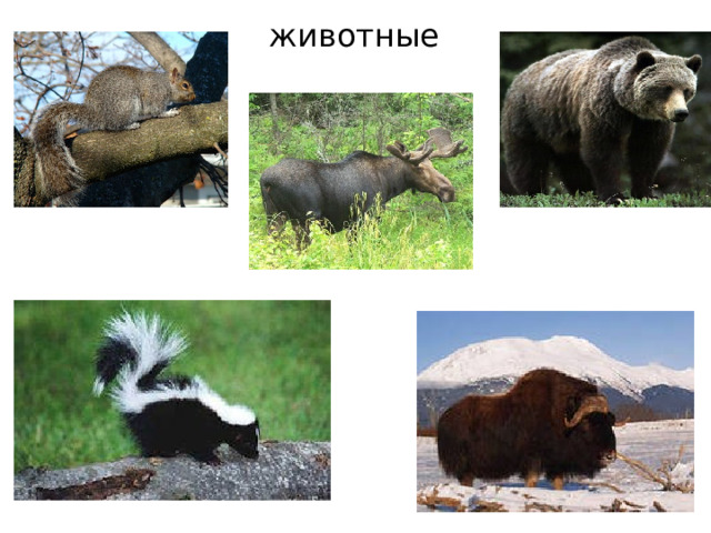 животные 