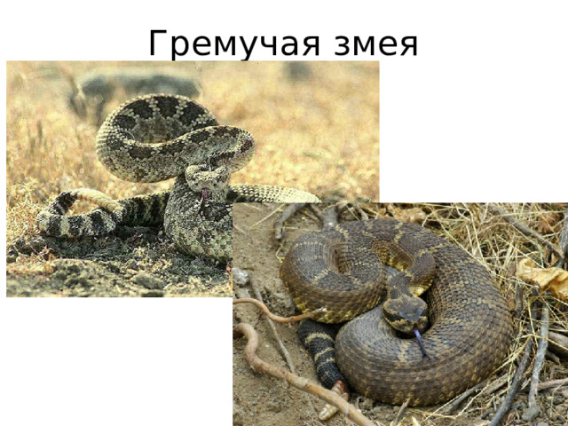 Гремучая змея 