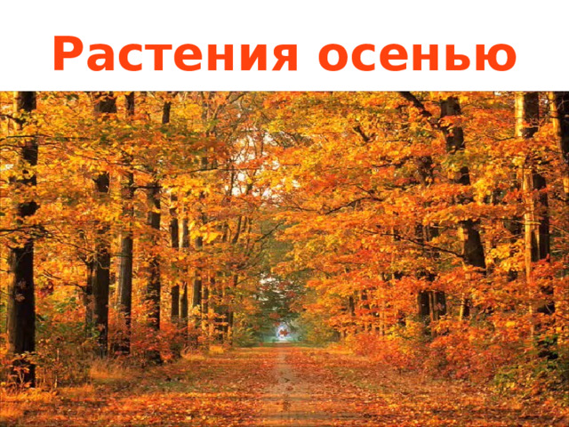 Растения осенью 