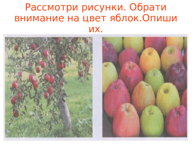 Рассмотри рисунки. Обрати внимание на цвет яблок.Опиши их. 