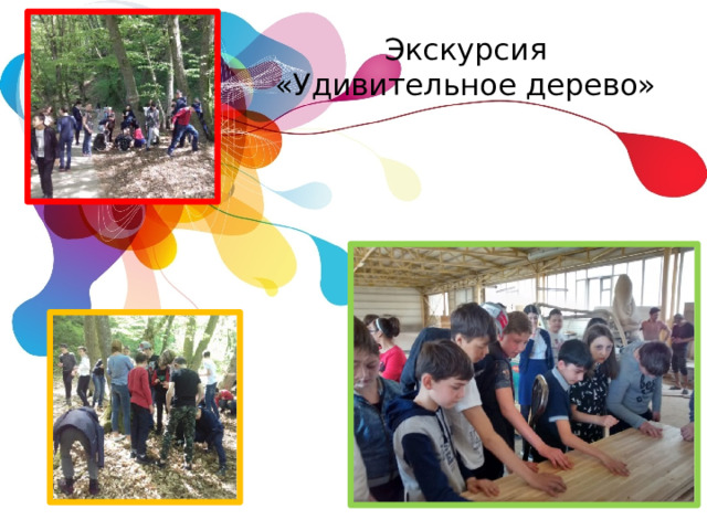 Экскурсия «Удивительное дерево» 