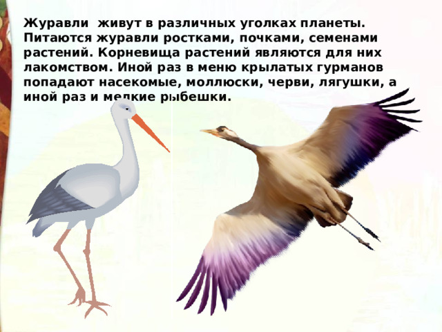 Журавли  живут в различных уголках планеты.  Питаются журавли ростками, почками, семенами растений. Корневища растений являются для них лакомством. Иной раз в меню крылатых гурманов попадают насекомые, моллюски, черви, лягушки, а иной раз и мелкие рыбешки. 