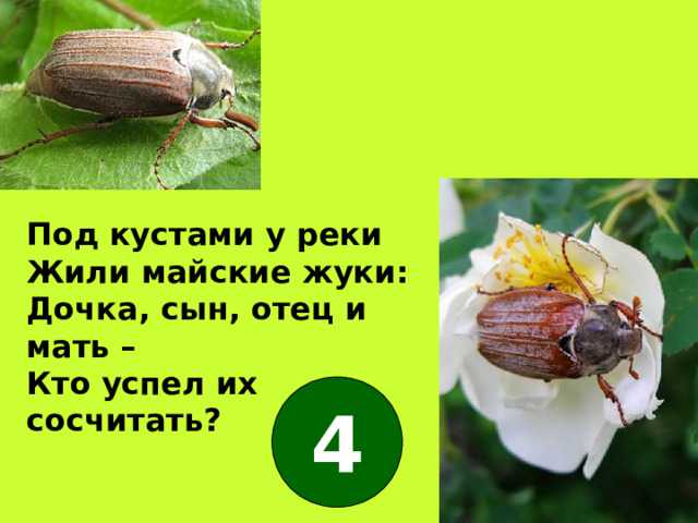 Под кустами у реки Жили майские жуки: Дочка, сын, отец и мать – Кто успел их сосчитать? 4 