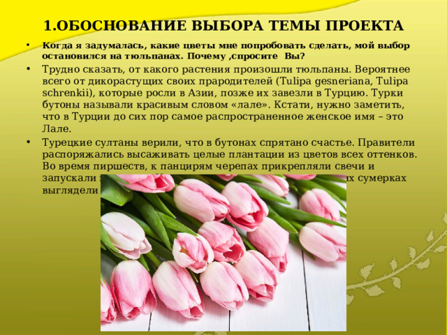 1.ОБОСНОВАНИЕ ВЫБОРА ТЕМЫ ПРОЕКТА   Когда я задумалась, какие цветы мне попробовать сделать, мой выбор остановился на тюльпанах. Почему ,спросите Вы? Трудно сказать, от какого растения произошли тюльпаны. Вероятнее всего от дикорастущих своих прародителей (Tulipa gesneriana, Tulipa schrenkii), которые росли в Азии, позже их завезли в Турцию. Турки бутоны называли красивым словом «лале». Кстати, нужно заметить, что в Турции до сих пор самое распространенное женское имя – это Лале. Турецкие султаны верили, что в бутонах спрятано счастье. Правители распоряжались высаживать целые плантации из цветов всех оттенков. Во время пиршеств, к панцирям черепах прикрепляли свечи и запускали их в сады. Цветы, озаренные светом, в вечерних сумерках выглядели божественно . 