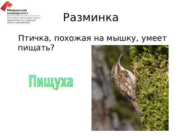Разминка Птичка, похожая на мышку, умеет пищать? 