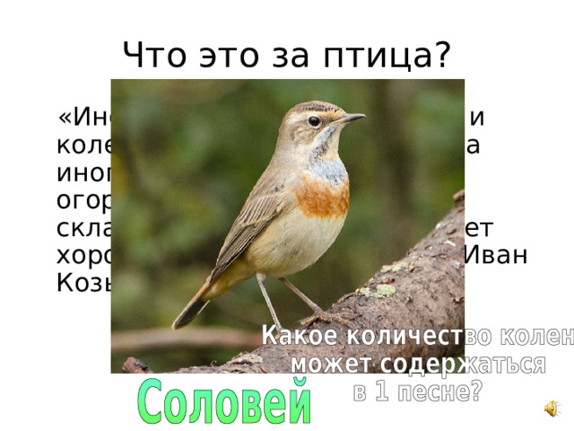 Что это за птица? «Иной дельно поёт, с толком, и колена хороши, и склад есть, а иного и слушать досадно: огородник — кричит зря. Ни складу, ни ладу, только мешает хорошего слушать», — писал Иван Козьмич  Шамов. 
