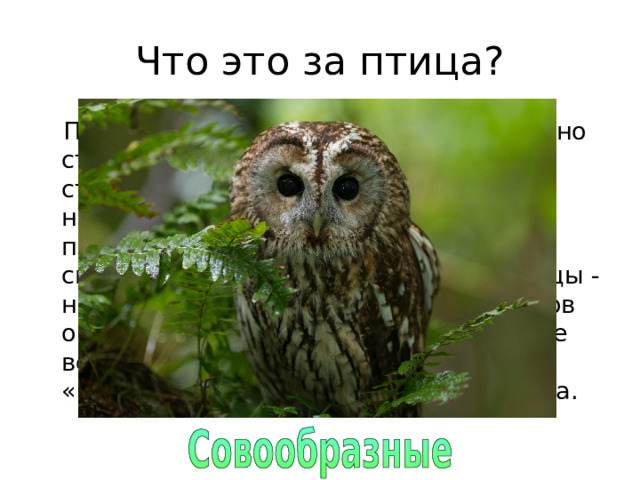 Что это за птица? Пожалуй, не об одной птице не сложено столько легенд, не с одной не связано столько поверий, как с этой. Одни народы возвеличивали ее, другие проклинали. Китайцы считали ее символом благосостояния, полинезийцы - ночным злым богом, а у древних греков она олицетворяла мудрость. В средние века церковь объявила эту птицу «нечистым животным», слугой дьявола. 