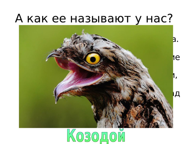 А как ее называют у нас? А вот еще одна легендарная птица. Она ведет ночной образ жизни. У нее необычная внешность: большие выпуклые глаза, маленькие, не приспособленные для ходьбы ноги, а главное – огромный рот. По вечерам эта птица часто вьется над стадами, шныряет прямо у самого вымени коз и коров. В Испании ее зовут обманщиком пастухов. 