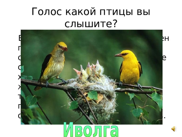 Голос какой птицы вы слышите? В окрасе этой птицы ярко выражен половой диморфизм. В окрасе самца золотисто-желтое оперение с черными крыльями и черным хвостом. У самки зеленовато-желтый верх и белесый низ с темными продольными пестринами. Предпочитают обитать в густой листве деревьев. 