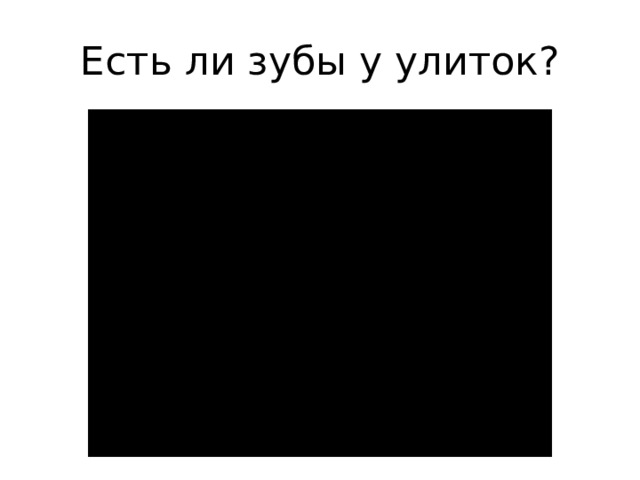 Есть ли зубы у улиток? 