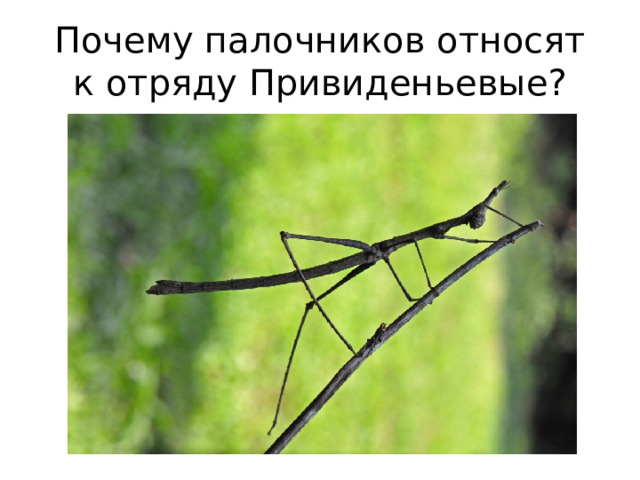 Почему палочников относят к отряду Привиденьевые? 