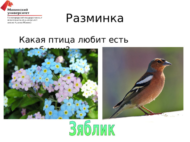 Разминка Какая птица любит есть незабудки? 